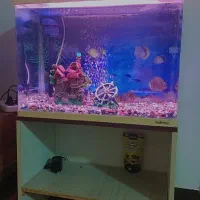 آکواریوم و میزش