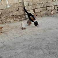 مرغ وخروس|حیوانات مزرعه|اهواز, دغاغله|دیوار