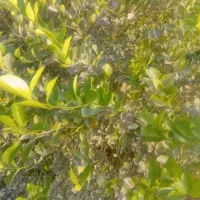 فروش زمین کشاورزی موقعیت سهرون چاه غربال