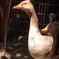 گونی برنج در اندازه ۱۰۲در ۶۸ وغاز کاکلی کمیاب .|عمده‌فروشی|رشت, سعدی (تختی)|دیوار