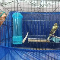 قناری رسمی بلند نر و ماده