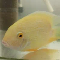 ماهی آکواریومی|ماهی|رشت, نیکمرام|دیوار