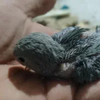 جوجه طوطی کتوله وعروس|پرنده|رفسنجان, |دیوار