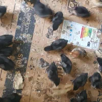 جوجه مرغ عربی اصل بشرط کرک