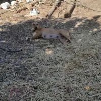 واگذاریسگآیندهدار|سگ|تربت جام, میان جام|دیوار