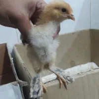 جوجه برهما سلطان اصل