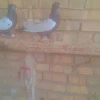 سینه سیاه نر ماده خشکل سرحال|پرنده|اهواز, کیانشهر|دیوار