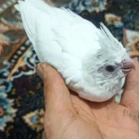 مرغ عشق جوانه|پرنده|خواف, |دیوار