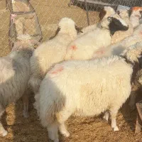 سلام بیست راس بره چاق درجه یک