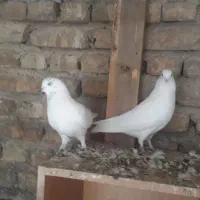 به شرط پرش   به علت زیادی ماده|پرنده|کرج, کوی کارمندان جنوبی|دیوار