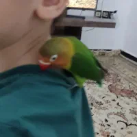 طوطی برزیلی