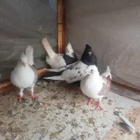 کفتر پشت سینه طوقی