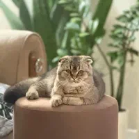 گربه اسکادیش جفت گیری