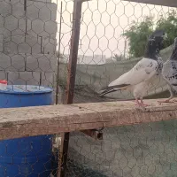 تیدی (پاکستانی)|پرنده|بندر دیر, |دیوار