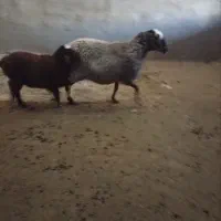 میش و بره افشاری