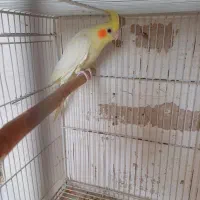 عروس مولد فروش معاوضه بادوچرخه قناری گلدین کفتر|پرنده|مشهد, سرافرازان|دیوار