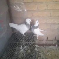 طوقی جوجه مفلق|پرنده|بافق, |دیوار