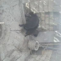 کاور همون بره نژاد افشار