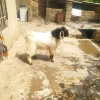 یک عددبزغاله نر