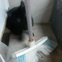 واگزاری ۲بچه گربه|گربه|تبریز, |دیوار