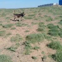 سگ قدیمی