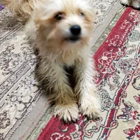 فروش سگ|سگ|کاشان, گبرها|دیوار