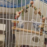 مرغ عشق|پرنده|شیراز, گویم|دیوار