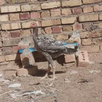 جوجه لاری