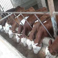 پذیرش سفارش انواع گوساله