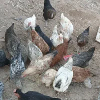 مرغ محلی|حیوانات مزرعه|شباب, |دیوار