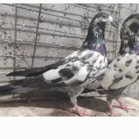 چینا|پرنده|میناب, |دیوار