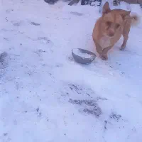 سگ پاکوتاه|سگ|بیرجند, |دیوار