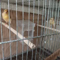 نروماده|پرنده|رشت, نامجو|دیوار