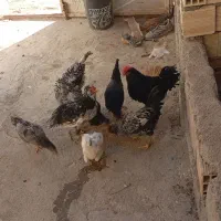 ۲۷۰۰|پرنده|بابا حیدر, |دیوار