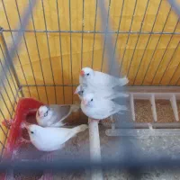 فنچ|پرنده|شیراز, فرگاز|دیوار