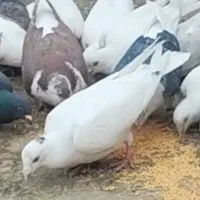 کفتر یا کبوتر گمشده|حیوانات|قوچان, |دیوار