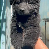 فروش سگ ژرمن شپرد شولاین محافظ|سگ|اصفهان, جلفا|دیوار