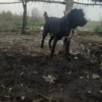 واگذاری‌سگ‌افغان‌نرهمچی‌تمام۳‌ساله‌نگهبانی‌درجه‌یک