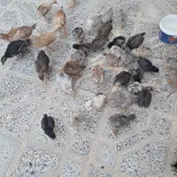 جوجه فروش