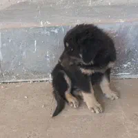 سگ باهوش|سگ|تاکستان, |دیوار