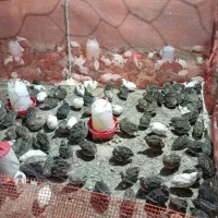 تخم نطفه دار وخوراکی بلدرچین وبلدرچین|حیوانات مزرعه|زاوه, |دیوار