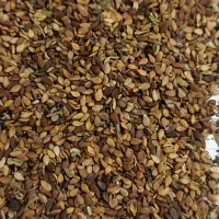 کنجد درجه یک کاشت امسال استان خوزستان هستم