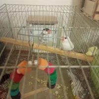 فنچ نرگسی جفت|پرنده|اسلامشهر, مسکن مهر اسلاشهر (شهرک امام خمینی)|دیوار