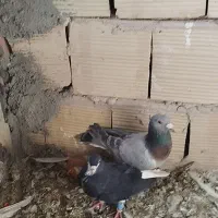 کفتر قلدر