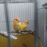 یک جفت طوطی برزیلی