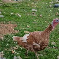 بوقلمون نر محلیی