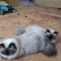 گربه هیمالیا|گربه|اهواز, کیانپارس |دیوار