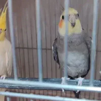 یک جفت عروس هلندی|پرنده|بندرعباس, |دیوار