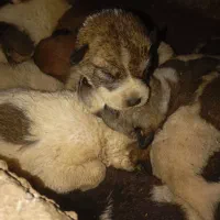 سگ کته پژدر|سگ|قائمشهر, |دیوار