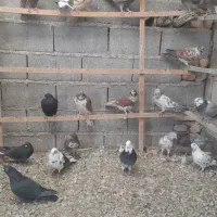 کبوتر پرشی|پرنده|آران و بیدگل, |دیوار